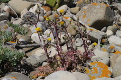 Sonchus asper glaucescens