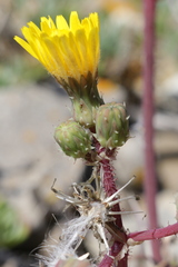 Sonchus asper glaucescens