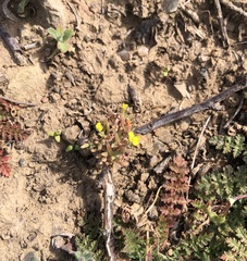 Camissoniopsis micrantha