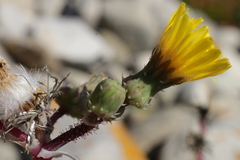 Sonchus asper glaucescens