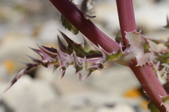 Sonchus asper glaucescens