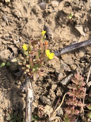 Camissoniopsis micrantha