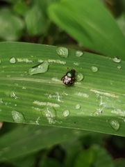 Onthophagus kchatriya