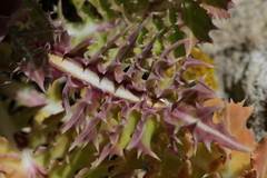 Sonchus asper glaucescens