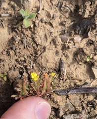 Camissoniopsis micrantha