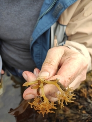 Laminariaceae