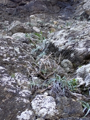 Celmisia major major