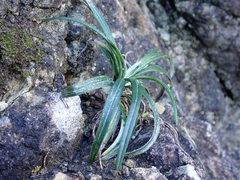 Celmisia major major