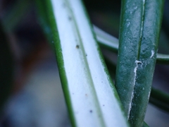 Celmisia major major