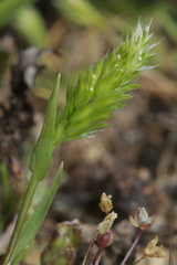 Rostraria pumila