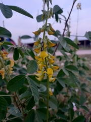 Crotalaria pallida