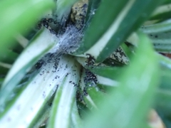 Celmisia major major