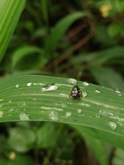Onthophagus kchatriya