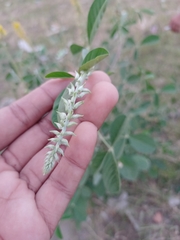 Crotalaria pallida