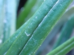 Celmisia major major