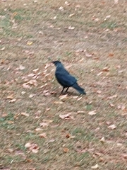 Corvus monedula