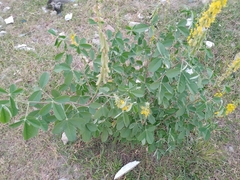 Crotalaria pallida