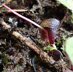 Corybas trilobus aggregate