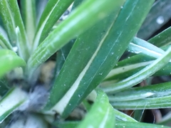 Celmisia major major