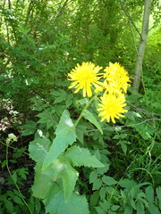 Crepis sibirica