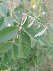 Crotalaria pallida