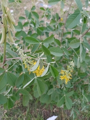 Crotalaria pallida