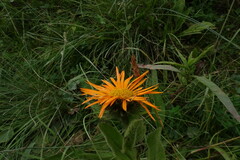 Pentanema orientale