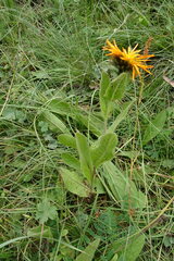 Pentanema orientale