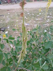 Crotalaria pallida