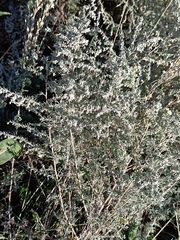 Artemisia austriaca