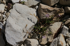Silene neglecta