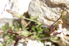 Silene neglecta