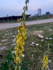 Crotalaria pallida