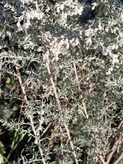 Artemisia austriaca