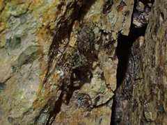 Proszynellus