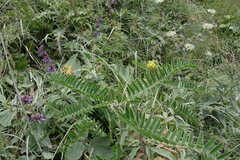 Astragalus alopecurus