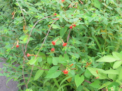 Ipomoea coccinea