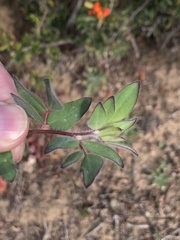 Acmispon americanus