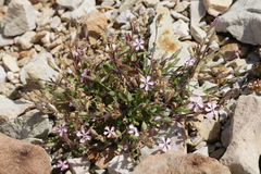 Silene neglecta
