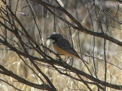 Pachycephala rufiventris