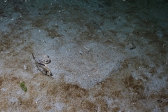Lepidopsetta bilineata