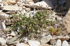 Silene neglecta