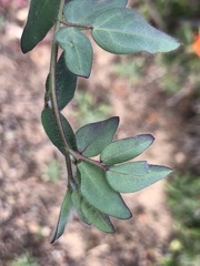 Acmispon americanus