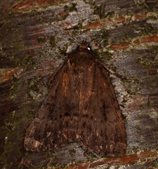Amphipyra pyramidea