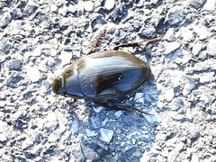 Hydrophilus
