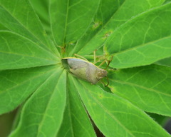 Piezodorus lituratus