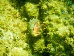 Stramonita haemastoma
