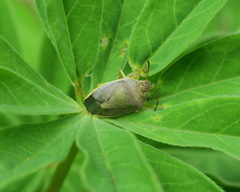 Piezodorus lituratus