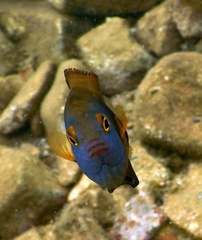 Pomacentrus chrysurus