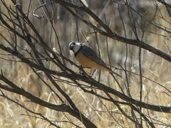 Pachycephala rufiventris